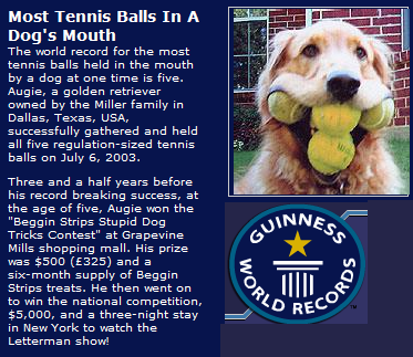 dog with tennis